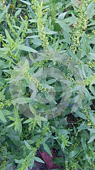 Rumex conglomeratus plants