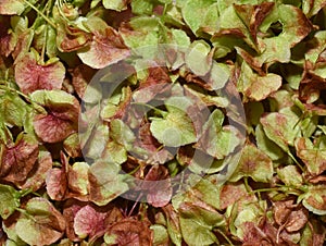 Rumex crispus close-up on red and green seed