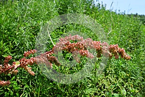 Rumex crispus L. family Polygonaceae. Curly sorrel in the bay of  Akhlestyshev on the island of Russian. Russia, Vladivostok, Pr