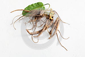 Rumex crispus root yellow dock with leaves on white background