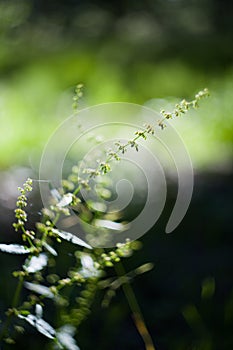 Rumex green grass herb in field with hot sun docks sorrels