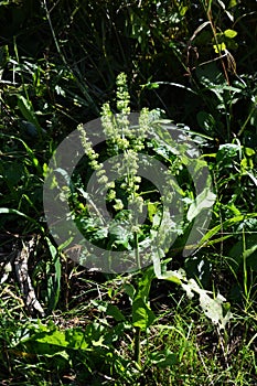 Rumex japonicus / Polygonaceae weed