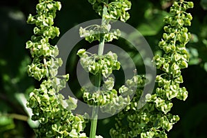 Rumex japonicus / Polygonaceae weed