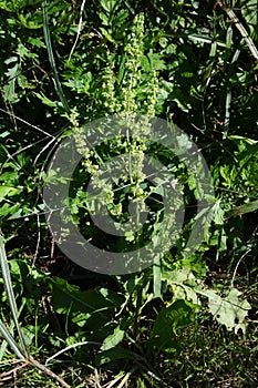 Rumex japonicus / Polygonaceae weed