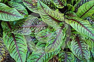 Rumex sanguineus redvein dock leaves