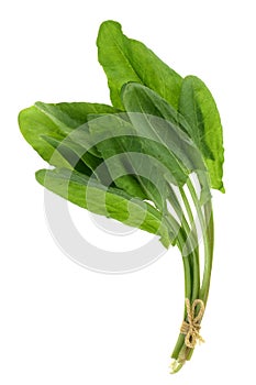 Rumex vegetable