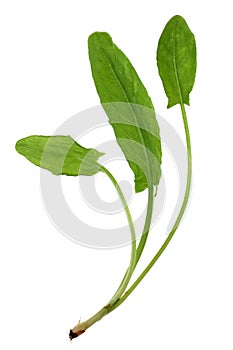 Rumex vegetable