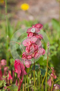 Rumex vesicarius