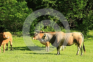 rumiant animals in the countryside photo