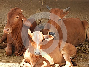 Ruminant cows and calves in a farm