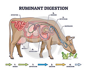 Ruminant digestion system with inner digestive structure outline diagram