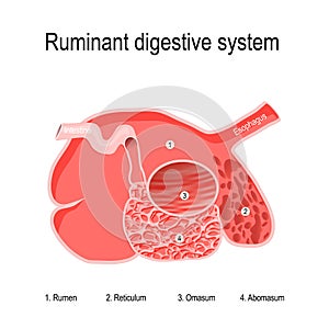 Ruminant digestive system. four compartments of Ruminants` stomach photo