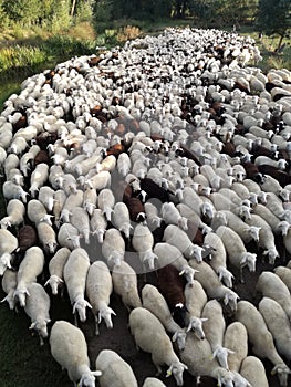 Ruminant domestic mammalia. The inside the flock of sheep, seen from above. Livestock industry. photo
