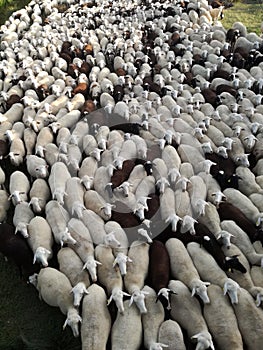 Ruminant domestic mammalia. The inside the flock of sheep, seen from above. Ovine cattle breeding.