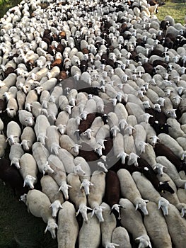 Ruminant domestic mammalia. The inside the flock of sheep, seen from above. Ovine cattle breeding. photo