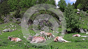 Ruminant grey cow on Spanish mountain Pyrenees