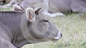 Ruminant grey cow on Spanish mountain Pyrenees, handheld footage