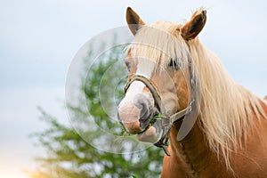 Ruminant horse eats grass photo