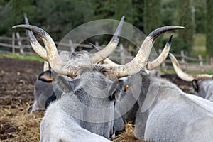 Ruminant Hungarian gray cattle bull in the pen from behind, big horns photo