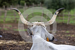 Ruminant Hungarian gray cattle bull in the pen from behind, big horns