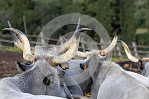 Ruminant Hungarian gray cattle bull in the pen from behind, big horns photo