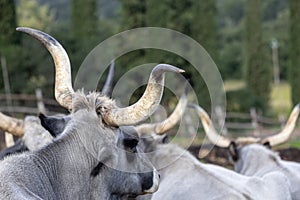 Ruminant Hungarian gray cattle bull in the pen from behind, big horns photo