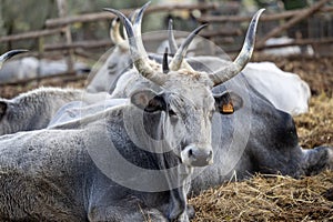 Ruminant Hungarian gray cattle bull in the pen, big horns, portrait, eye