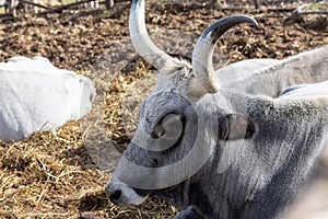 Ruminant Hungarian gray cattle bull in the pen, big horns, portrait, eye