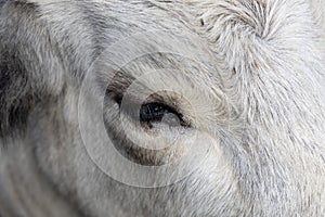 Ruminant Hungarian gray cattle bull in the pen, big horns, portrait, eye photo