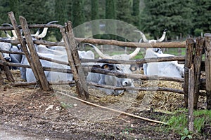 Ruminant Hungarian gray cattle bull in the pen, big horns, portrait, eye photo