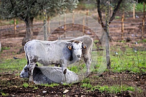 Ruminant Hungarian gray cattle bull in the pen, big horns, portrait, eye