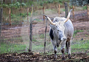 Ruminant Hungarian gray cattle bull in the pen, big horns, portrait, eye