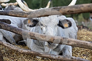 Ruminant Hungarian gray cattle bull in the pen, big horns, portrait, eye photo