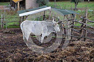 Ruminant Hungarian gray cattle bull in the pen, big horns, portrait, eye photo