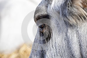 Ruminant Hungarian gray cattle bull in the pen, big horns, portrait, eye