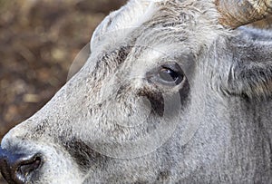 Ruminant Hungarian gray cattle bull in the pen, big horns, portrait, eye