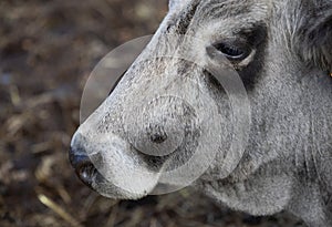 Ruminant Hungarian gray cattle bull in the pen, big horns, portrait, eye photo