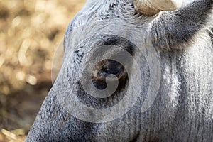 Ruminant Hungarian gray cattle bull in the pen, big horns, portrait, eye photo
