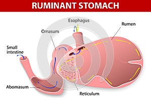 Ruminant stomach photo