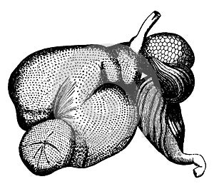 Ruminant stomach, vintage engraving