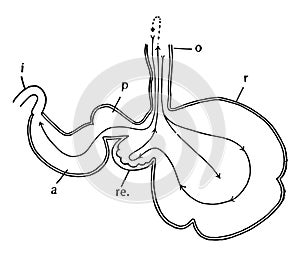 Ruminant Stomach, vintage illustration