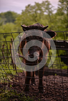 Ruminantia bovidae domestic animals at the farm