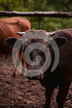 Ruminantia bovidae domestic animals at the farm