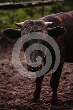 Ruminantia bovidae domestic animals at the farm