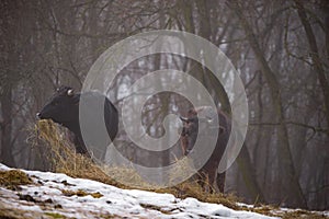 Ruminantia bovidae domestic animals at the farm on a foggy day. Two black cows a bull and a female grazing hay outside