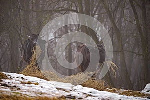 Ruminantia bovidae domestic animals at the farm on a foggy day. Two black cows a bull and a female grazing hay outside