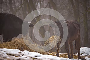 Ruminantia bovidae domestic animals at the farm on a foggy day. Two black cows a bull and a female grazing hay outside