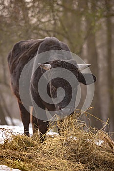 Ruminantia bovidae domestic animals at the farm on a foggy day. Two black cows a bull and a female grazing hay outside