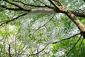 Ruminate ivorensis tree with leaves branches and tree trunk