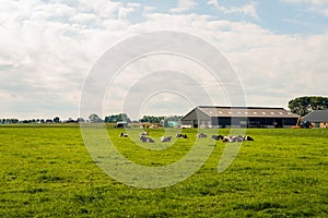 Ruminating black spotted cows in a fresh green Dutch meadow